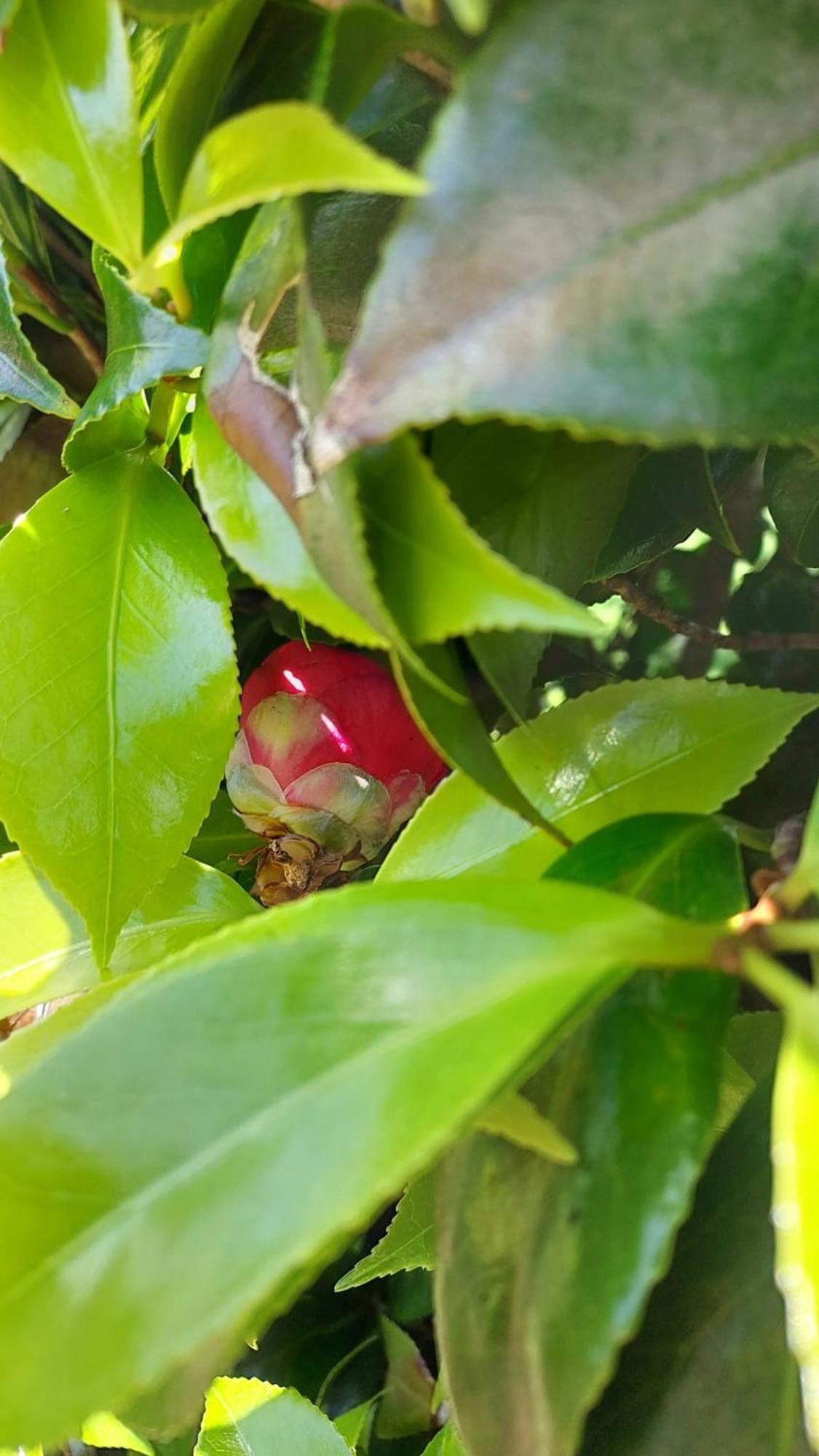 Retiro Das Camelias 1 Lajes das Flores Екстер'єр фото
